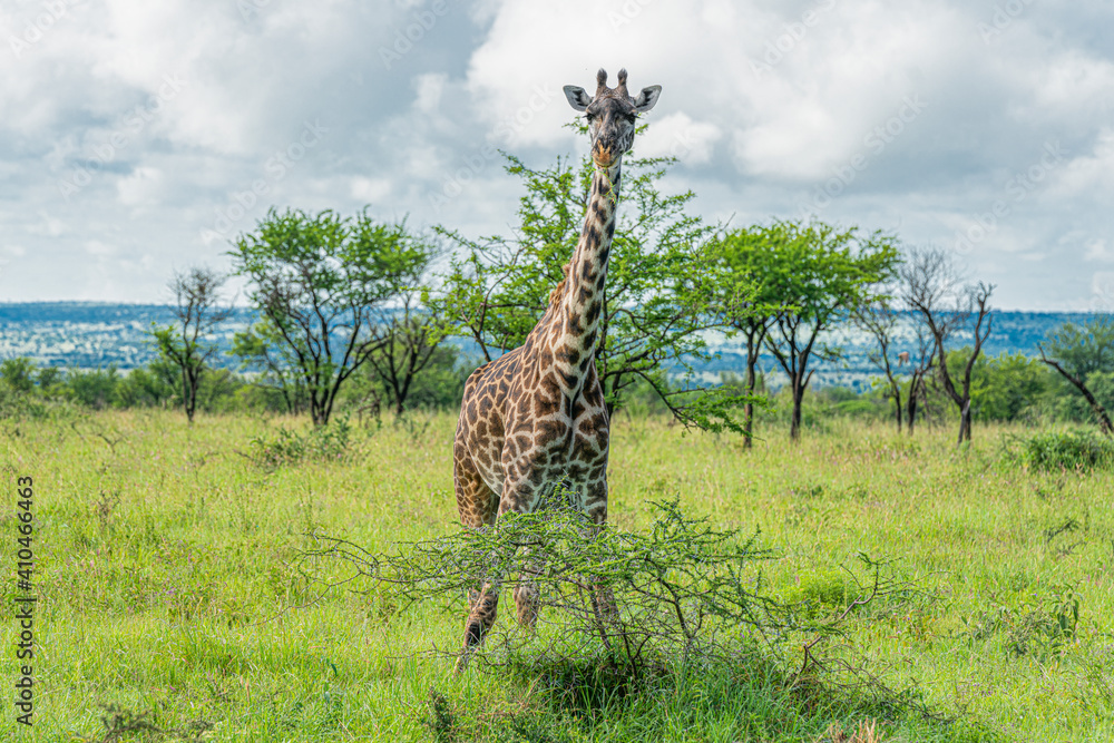 Fototapeta premium Close-up of a young giraffe.