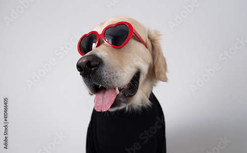 Dog for valentine's day. Golden retriever in red glasses with hearts and a black turtleneck sits on a white background