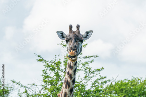 Fototapeta Naklejka Na Ścianę i Meble -  Close-up of a young giraffe.