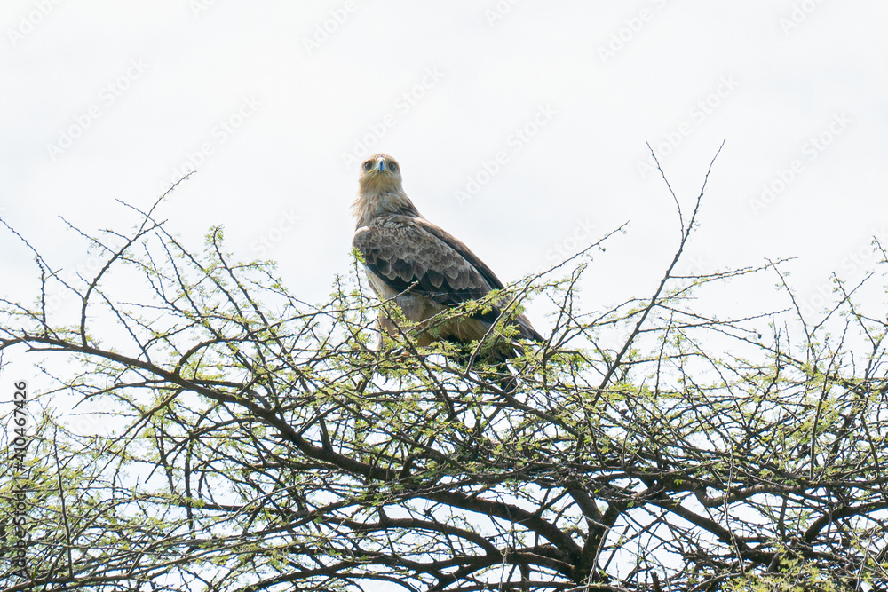 Eagle resting on the top of the tree - Serengeti, Tanzania Eagle resting on the top of the tree - Serengeti, Tanzania