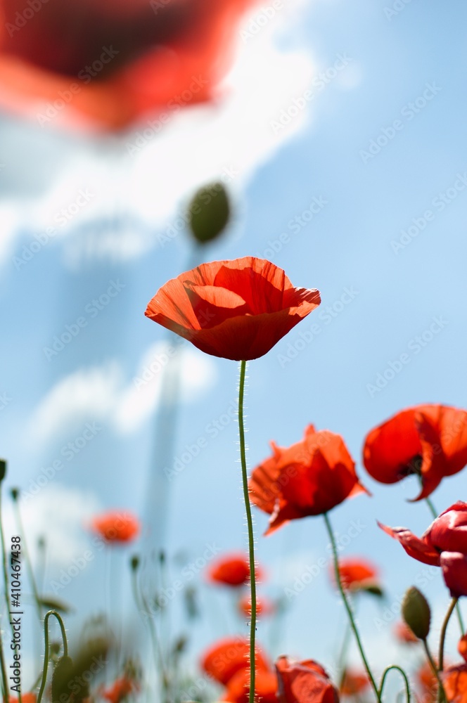 Naklejka premium poppy flowers in the field