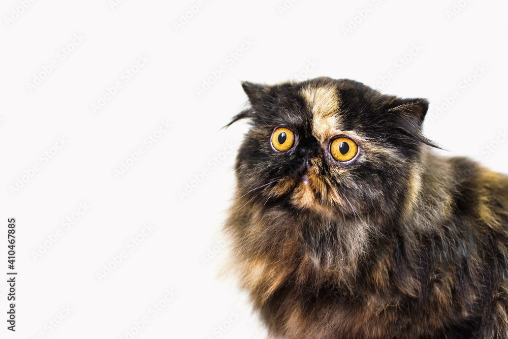Portrait of a beautiful Persian cat with big orange eyes. Fluffy domestic purebred cat on a white background