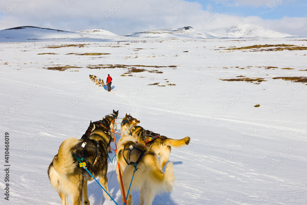 Naklejka premium Dog sled searching for Musk Oxen in Dovrefjell National Park. Norway. Europe