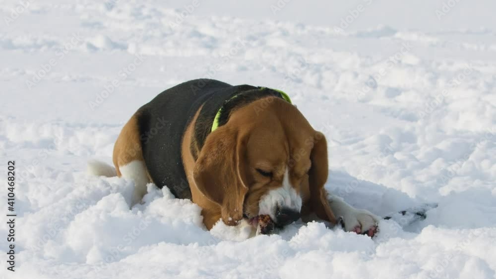 Purebred beagle with close-ups. On a snowy beach. Gnaws a stick. Purebred beagle with close-ups. On a snowy beach. Gnaws a stick.