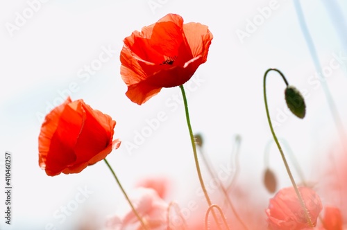 red poppy flower