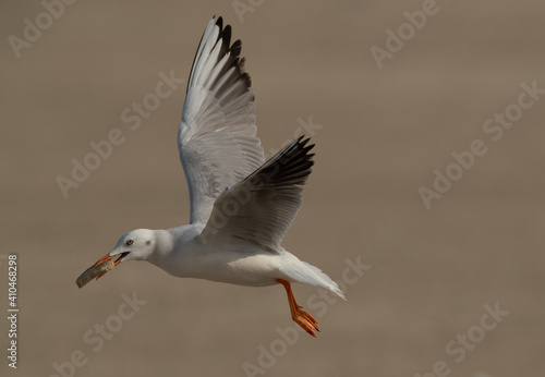 Slender-billed gull flying with bread at Busaiteen coast of Bahrain