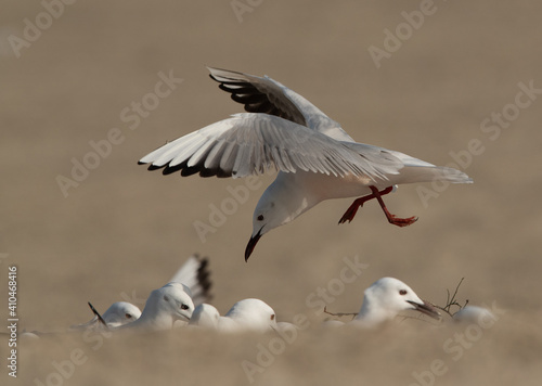 Slender-billed gulls at Busaiteen coast of Bahrain © Dr Ajay Kumar Singh