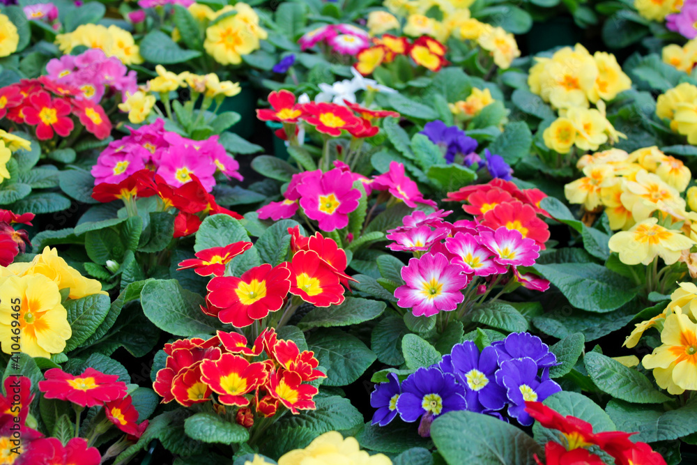 Close-up of a variety of multicolored primrose flowers, also known as cowslip, selective focus Close-up of a variety of multicolored primrose flowers, also known as cowslip, selective focus