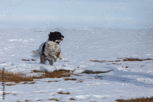 Border Collie cross running for joy in the snow