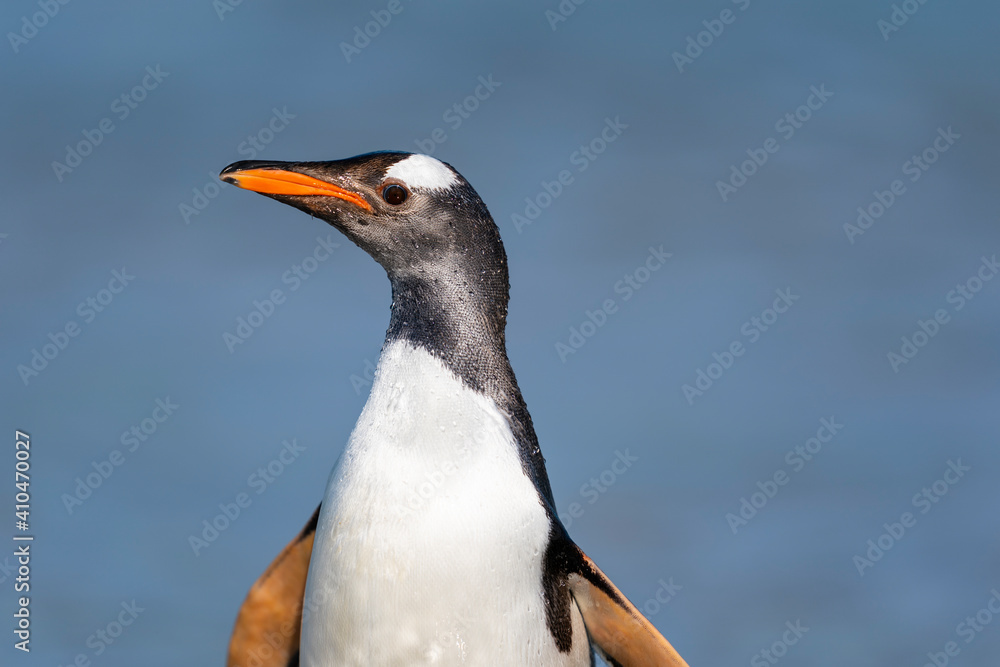 Obraz premium The gentoo penguin (Pygoscelis papua)