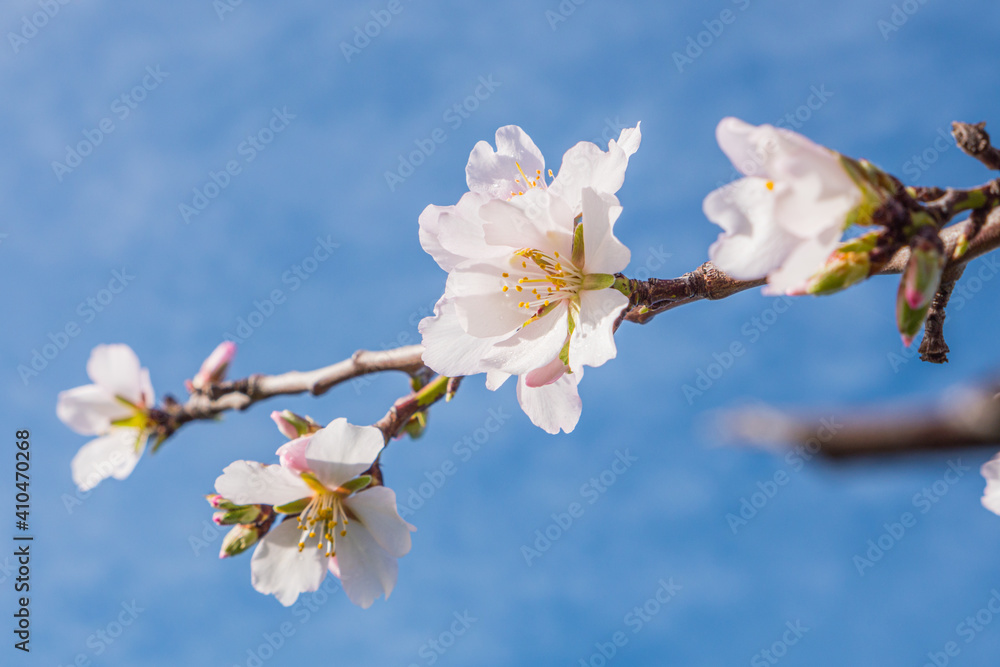 Almonds tree flowering branch  in a field with blooming flowers and blue sky a typical spring day