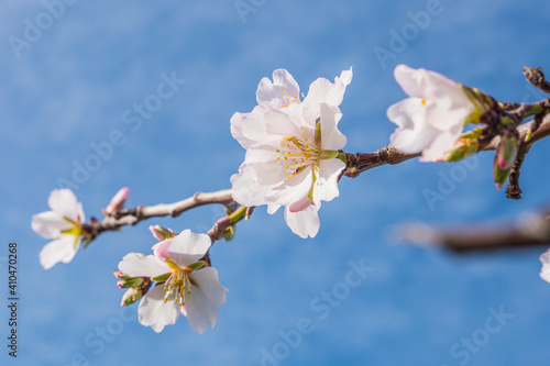 Almonds tree flowering branch in a field with blooming flowers and blue sky a typical spring day