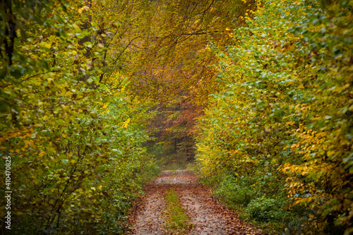 leaves on footpath in the forest © Denis Feldmann