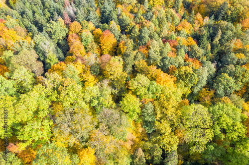 Trees tree autumn fall forest woods colorful leaves season drone aerial photo view background
