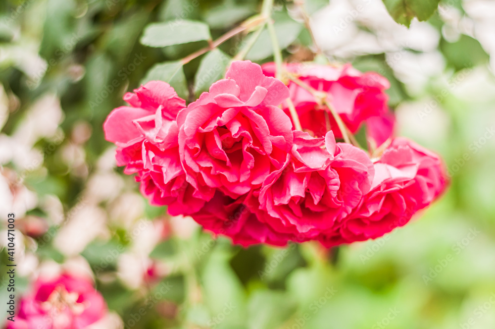 pink roses in garden