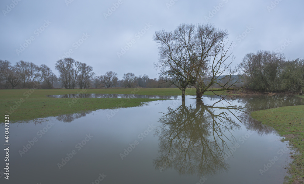 trees on flooded field