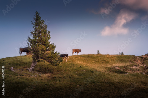 Kühe auf der Nagelfluhkette in den Allgäuer Alpen
