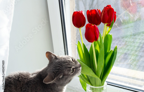 Foto A gray cat sits on the windowsill and nibbles a leaf from a bouquet of red tulip