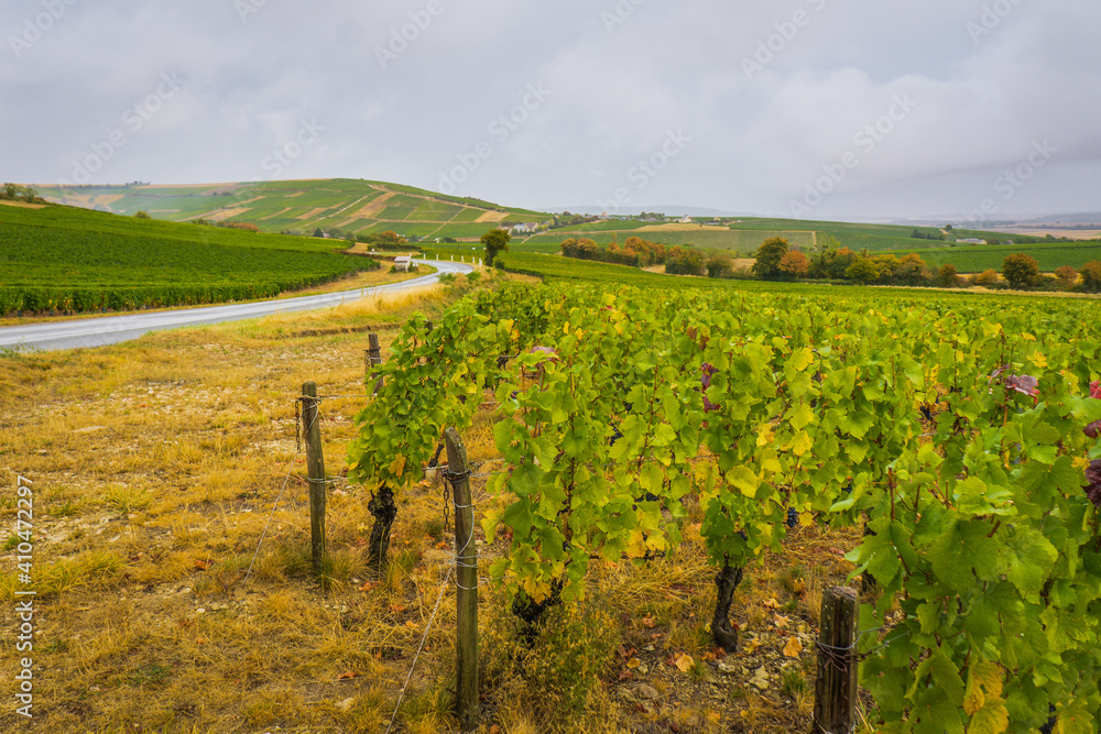The vines surrounding the Sancerre village, a region famous for its wine and hills with vineyards as far as the eye can see