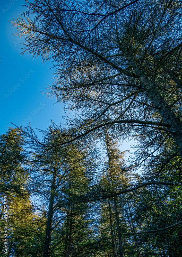 view of the sky through the canopy of trees view of the sky through the canopy of trees