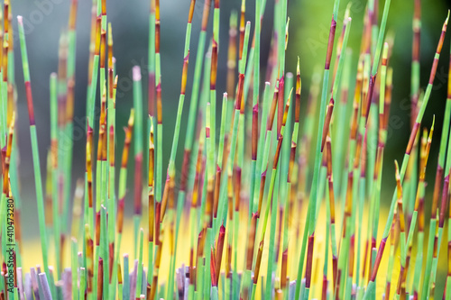 Elegia tectorum - Cape thatch portraits, up close photo