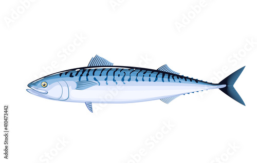 Mackerel fish. Vector illustration cartoon flat icon isolated on white background.