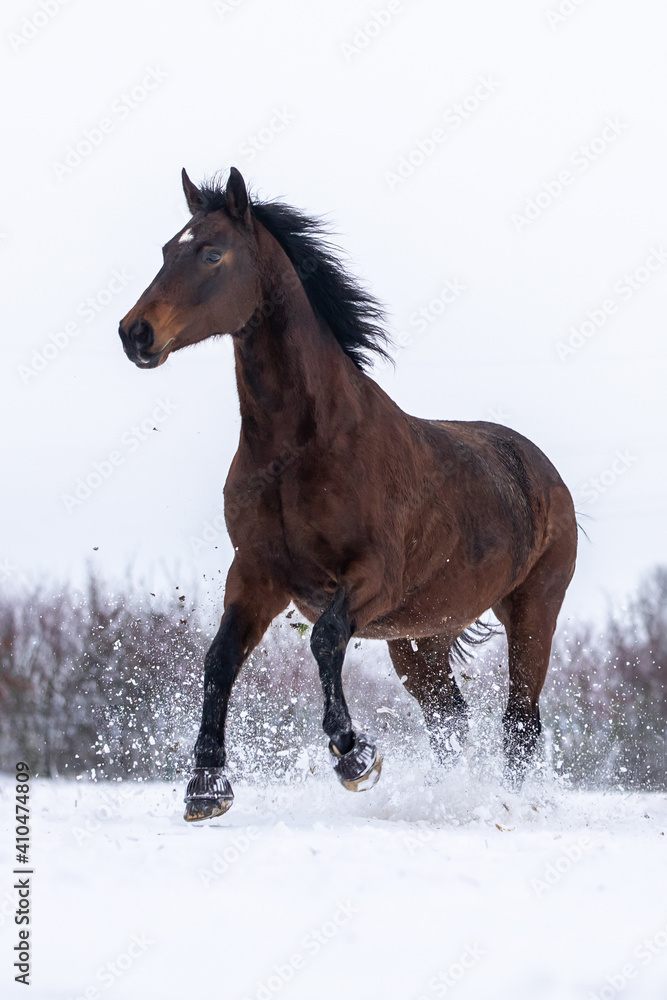 Braunes Pferd hat Spaß im Schnee Braunes Pferd hat Spaß im Schnee