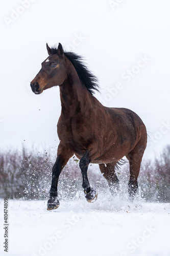 Braunes Pferd hat Spaß im Schnee © Nadine Haase