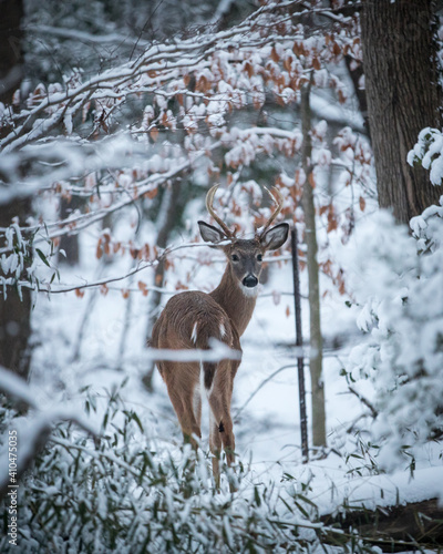 A whitetail deer in a snow-covered forest in the wintertime
