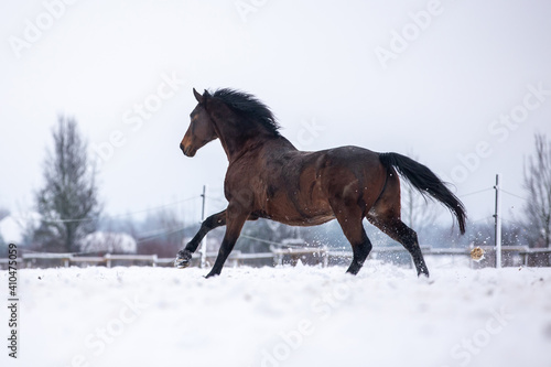 Braunes Pferd hat Spaß im Schnee