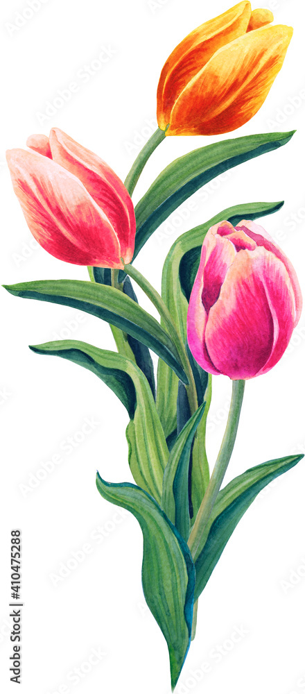 Fototapeta premium Tulip Bouquet.Watercolor floral illustration on the white background. 