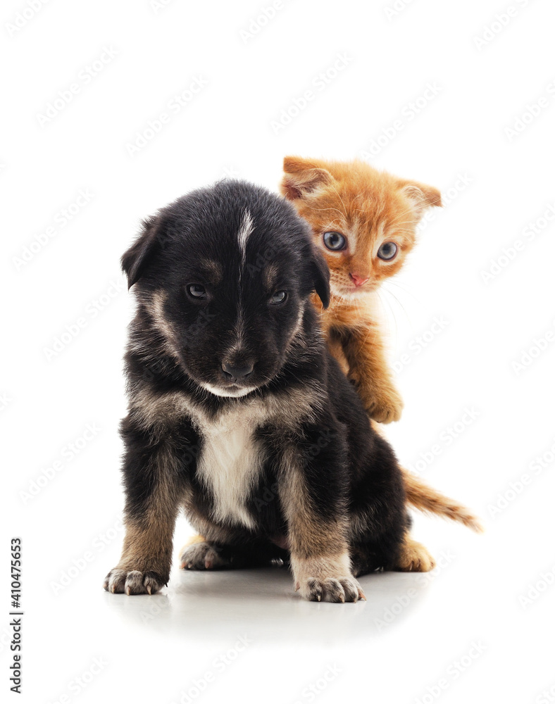 Little kitten on the back of a dog.