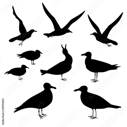 Gulls. Hand drawn black realistic silhouette vector illustration.