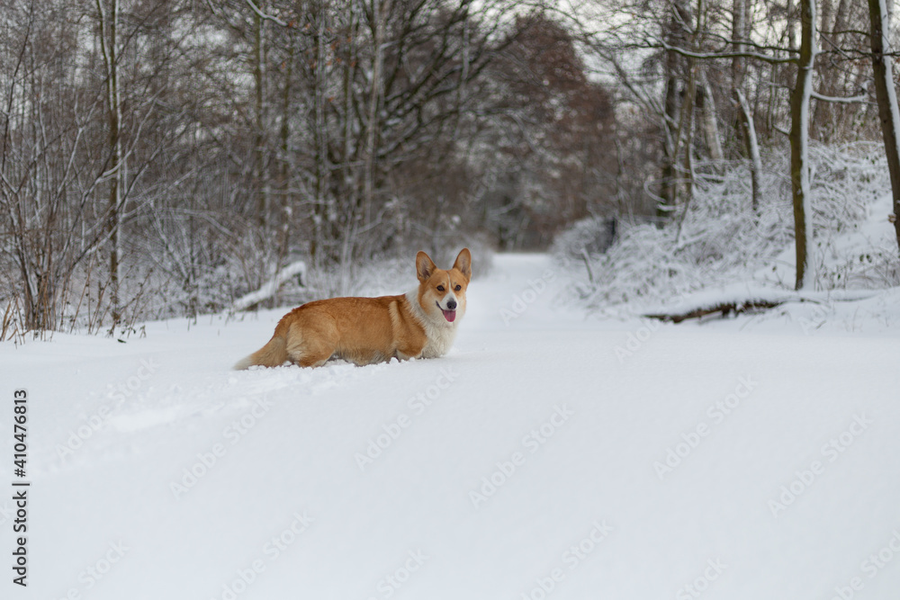 Welsh Corgi Pembroke dog in winter scenery Welsh Corgi Pembroke dog in winter scenery