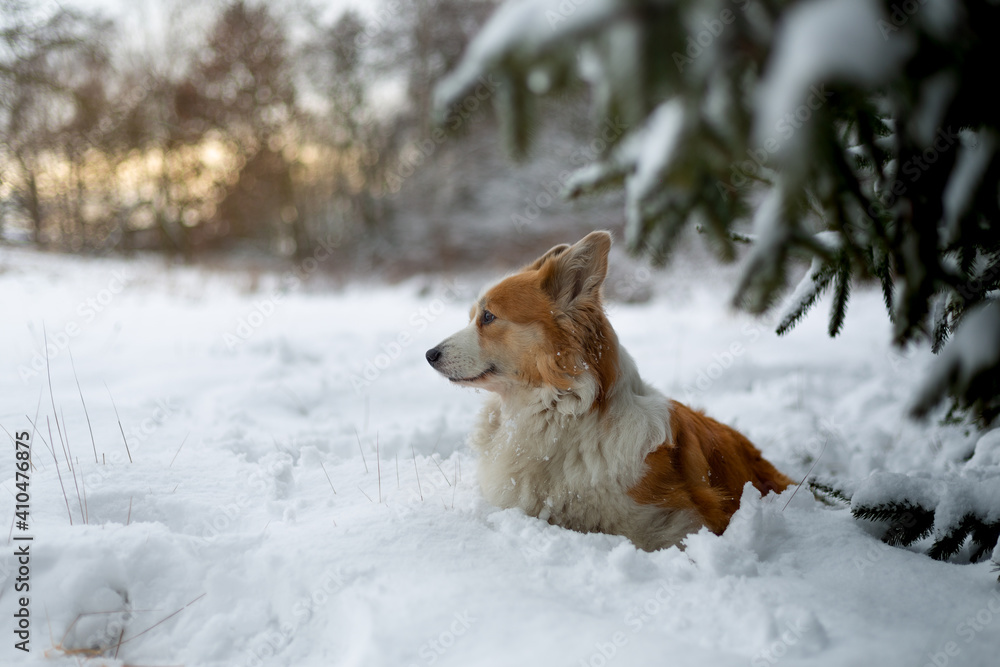 A Welsh Corgi Pembroke dog stands in the winter scenery in the snow, with the setting sun in the background