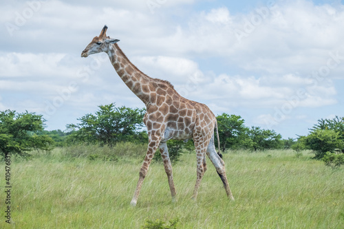 Photography African giraffes in the safari
