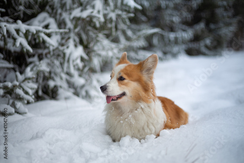 Welsh Corgi Pembroke dog in winter scenery