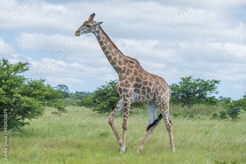 Sticker African giraffes in the safari
