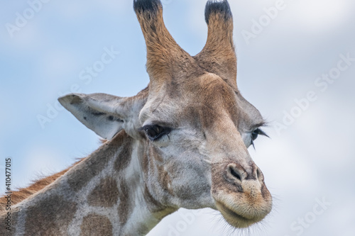 Photography African giraffes in the safari