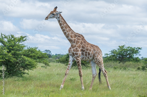 Sticker African giraffes in the safari