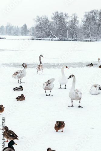 Duck swans on frozen lake. People are feeding hungry birds.
