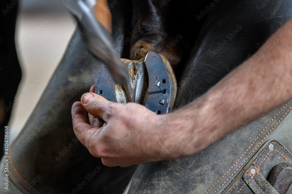 Obraz premium A farrier attaching a horseshoe to a horse hoof
