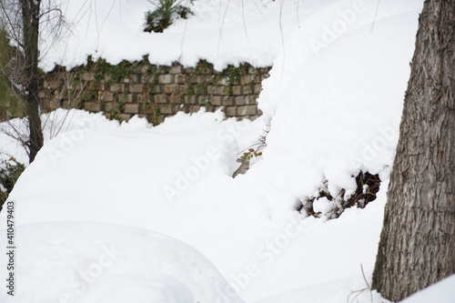 雪の中のうさぎ
