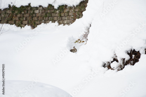 雪の中のうさぎ