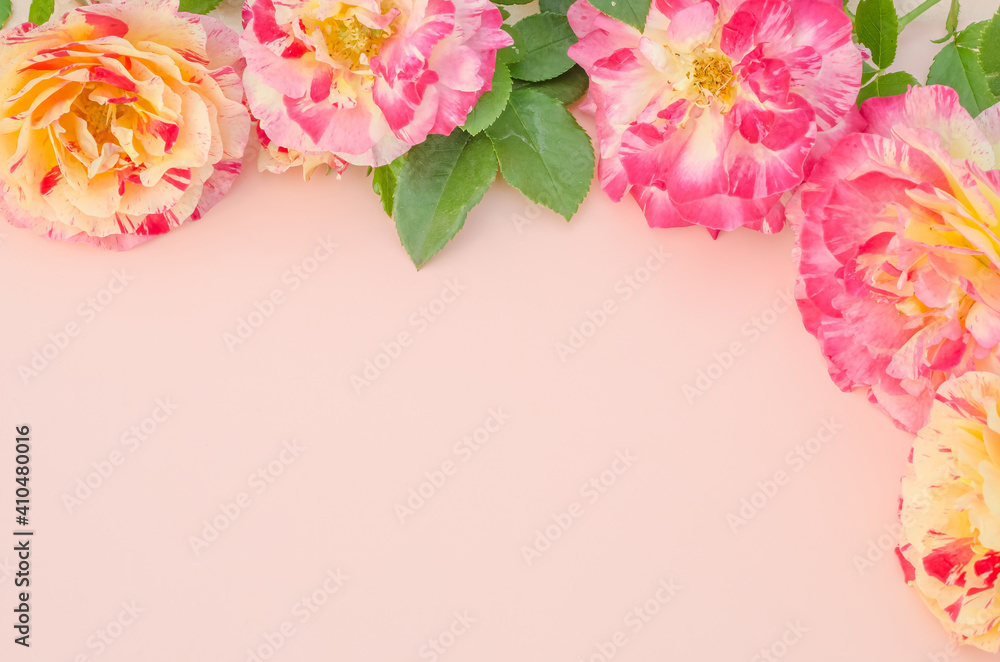 Greeting card background, roses on pink background with copy space with selective focus