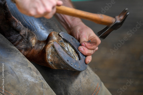 Obraz na płótnie A farrier attaching a horseshoe to a horse hoof w salonie