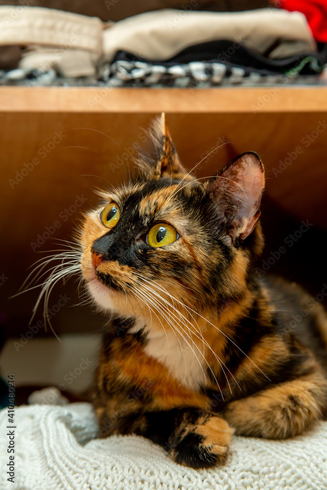 naughty mischievous and cute young cat climbed into the closet and sits slandering out of jersey