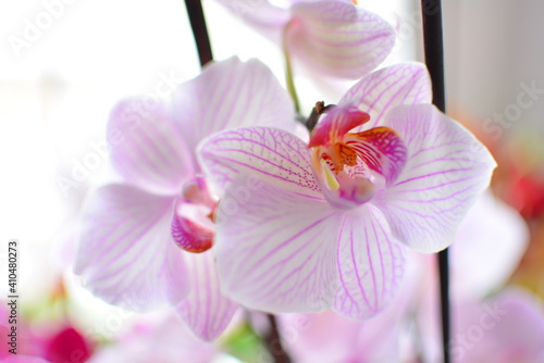 White and pink orchids indoors next to a sunny window