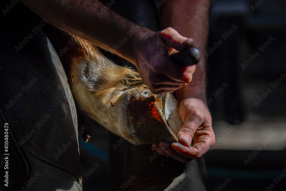 Foto A farrier adjusting a horseshoe