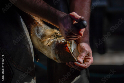 A farrier adjusting a horseshoe  photo